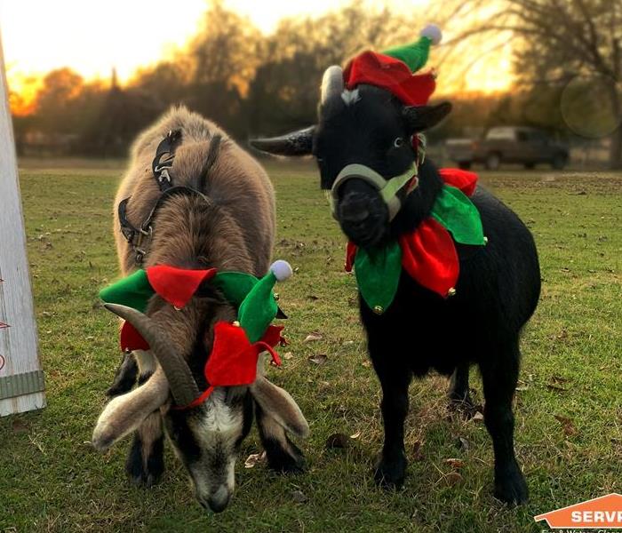 Two Nigerian goats, one black, the other black-and-tan-pointed standing in front of a "Merry Christmas" sign. 